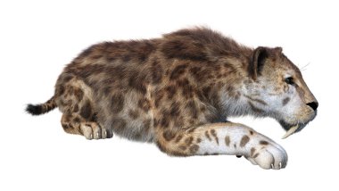 beyaz bir sabertooth kaplan 3D render