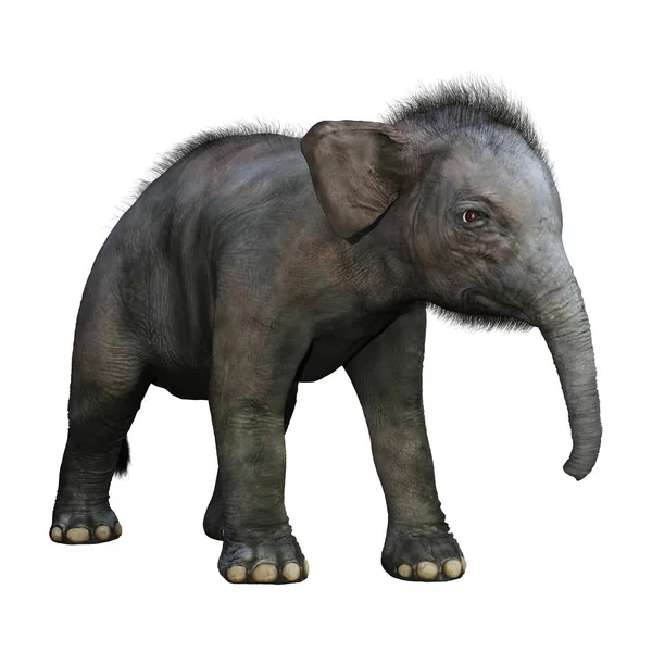 Рендеринг Индийского Слона Ребенка Белом Фоне — стоковое фото