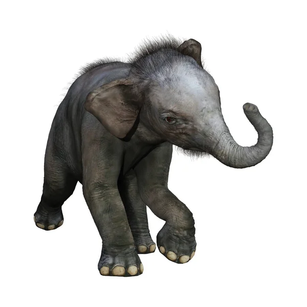 Τρισδιάστατη Απεικόνιση Του Ένα Ινδικό Ελέφαντα Μωρό Που Απομονώνονται Λευκό — Φωτογραφία Αρχείου