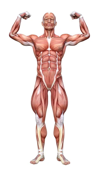 Rendering Male Figure Muscle Maps Isolated White Background — Stock Photo, Image