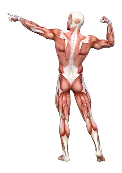 Rendu Une Figure Masculine Avec Des Cartes Musculaires Isolées Sur — Photo