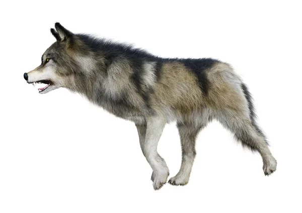 Rendering Gray Wolf Isolated White Background — Stock Photo, Image