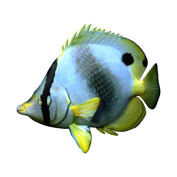 Bir Butterflyfish Bannerfish Beyaz Arka Plan Üzerinde Izole Coralfish Render — Stok fotoğraf