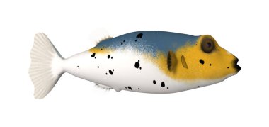 bir blackspotted kirpi balığı veya beyaz arka plan üzerinde izole köpek suratlı puffer 3D render