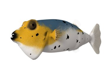 bir blackspotted kirpi balığı veya beyaz arka plan üzerinde izole köpek suratlı puffer 3D render