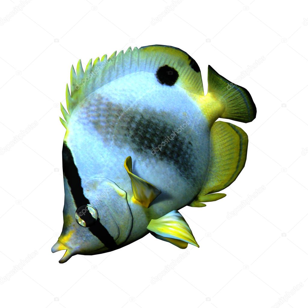 3D rendering of a butterflyfish or bannerfish or coralfish isolated on white background