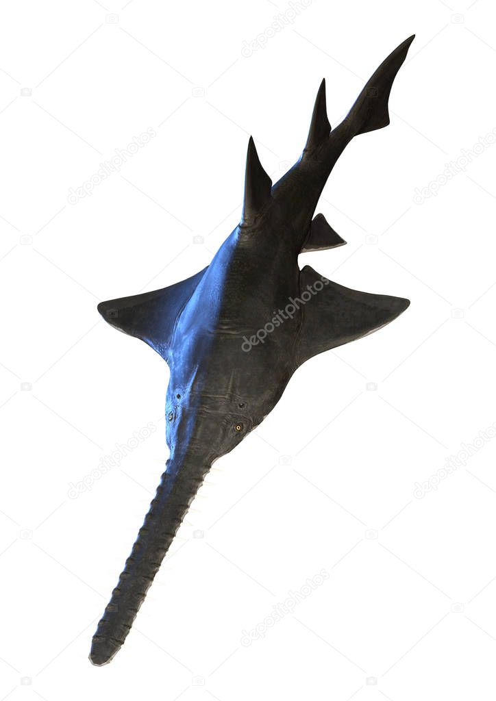 3D rendering of an Onchopristis, a genus of extinct giant sclerorhynchid sawfish isolated on white background