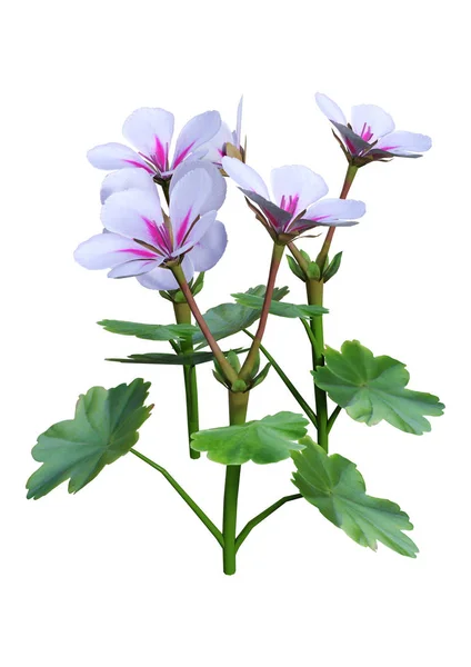 Renderização Flores Viola Isoladas Fundo Branco — Fotografia de Stock