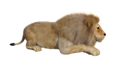 Beyaz arka planda izole edilmiş bir erkek aslanın 3 boyutlu görüntüsü