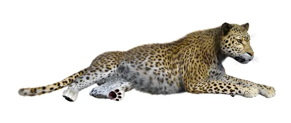 Renderização Grande Leopardo Gato Isolado Fundo Branco — Fotografia de Stock