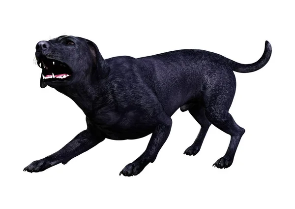渲染在白色背景上被隔离的黑色拉布拉多狗 — 图库照片