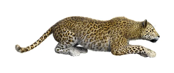 Återgivning Stor Katt Leopard Isolerad Vit Bakgrund — Stockfoto