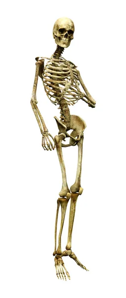 Beyaz Arkaplanda Izole Edilmiş Bir Insan Iskeletinin Boyutlu Görüntülenmesi — Stok fotoğraf