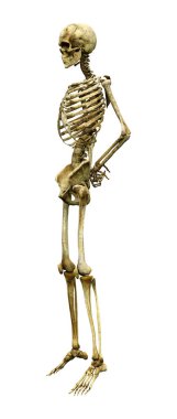 Beyaz arkaplanda izole edilmiş bir insan iskeletinin 3 boyutlu görüntülenmesi