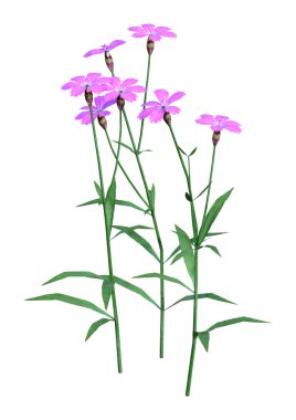 Beyaz arka plan üzerinde izole karanfil veya karanfil, pembe veya şeker william çiçek 3D render