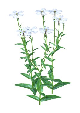 Beyaz arka plan üzerinde izole Silene Latifolia orman çiçek 3D render