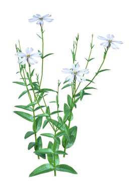 Beyaz arka plan üzerinde izole Silene Latifolia orman çiçek 3D render