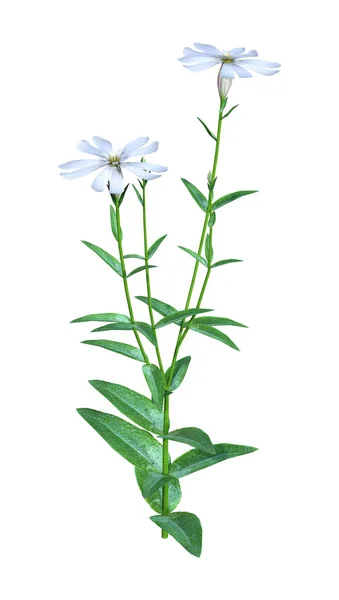 Rendu Des Fleurs Forêt Silene Latifolia Isolées Sur Fond Blanc — Photo