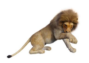 Beyaz arka planda izole edilmiş bir erkek aslanın 3 boyutlu görüntüsü