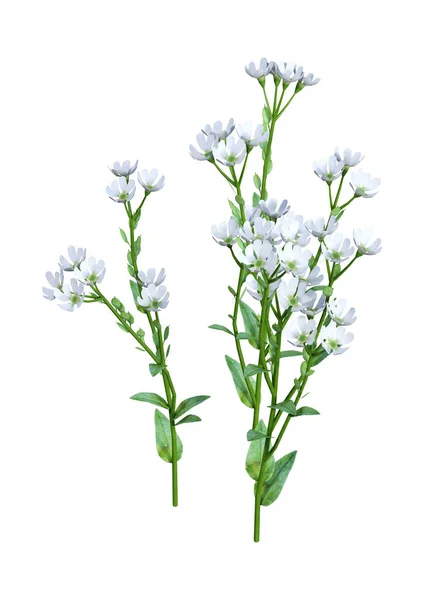 Rendu Fleurs Berteroa Incana Alyssum Hoary Isolées Sur Fond Blanc — Photo