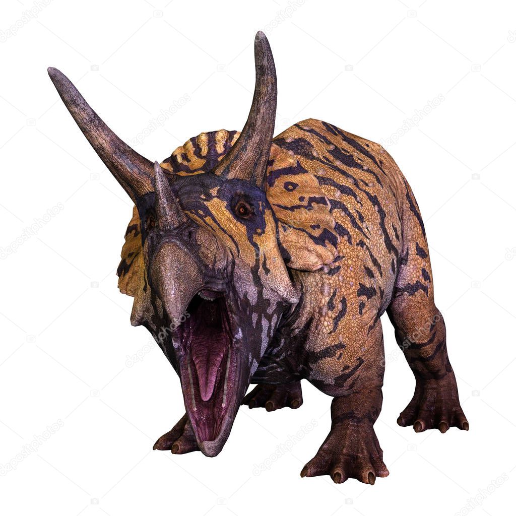 3D rendering of a dinosaur Triceratops  isolated on white background