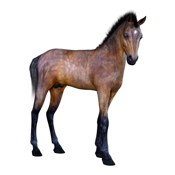 Rendering Bay Horse Foal Isolated White Background — Stock Photo, Image