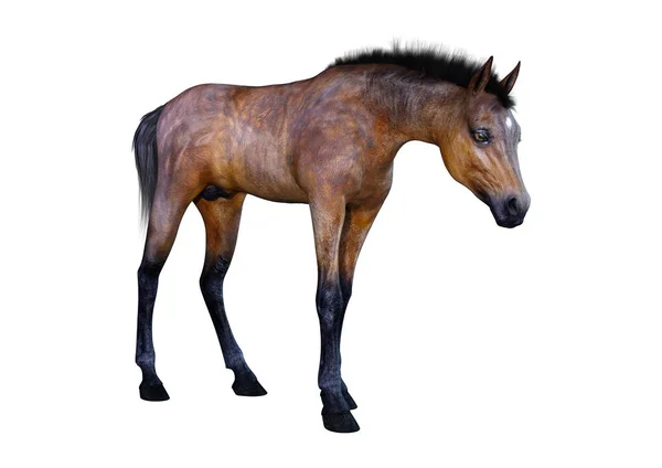 Rendering Bay Horse Csikó Elszigetelt Fehér Background — Stock Fotó