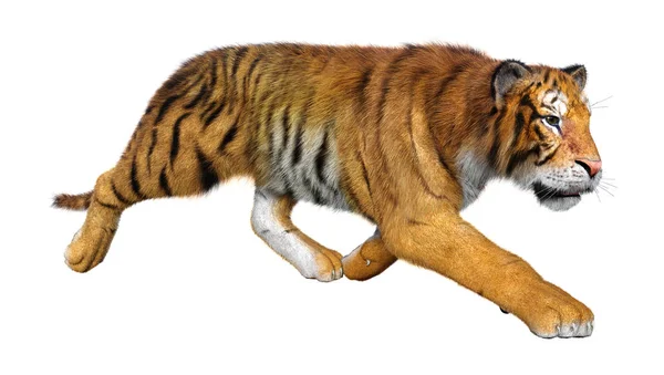 Rendering Big Cat Tiger Isolated White Background — Stock Photo, Image