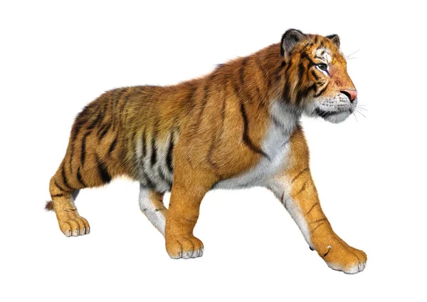 白色背景下孤立的大猫虎的3D渲染 — 图库照片