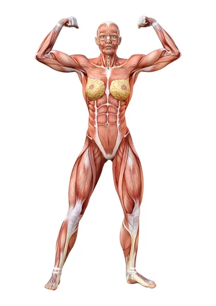 Rendu Une Figure Féminine Avec Des Cartes Musculaires Isolées Sur — Photo