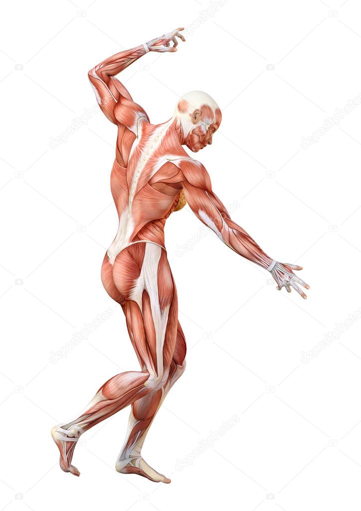 3D rendering of a female figure with muscle maps isolated on white background