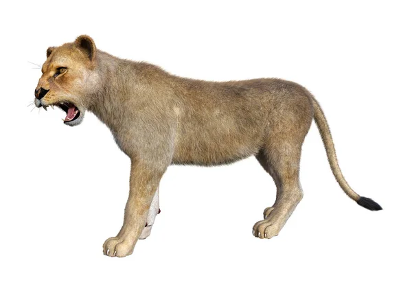 Rendering Female Lion Isolated White Background — Stock Photo, Image