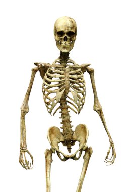 Beyaz arkaplanda izole edilmiş bir insan iskeletinin 3 boyutlu görüntülenmesi