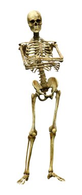 Beyaz arkaplanda izole edilmiş bir insan iskeletinin 3 boyutlu görüntülenmesi