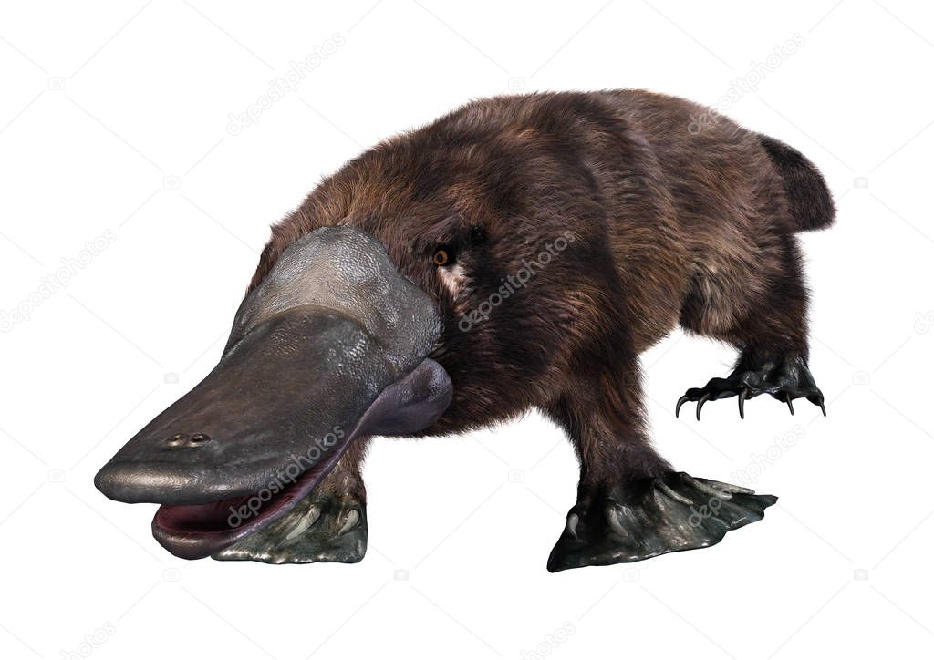 3D rendering of an exotic animal platypus isolated on white background