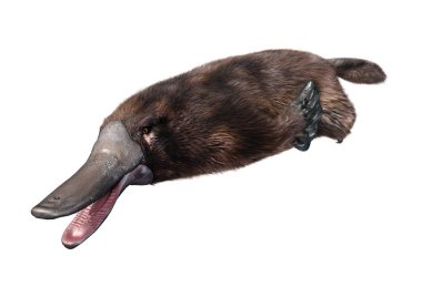 3D Rendering Platypus on White clipart