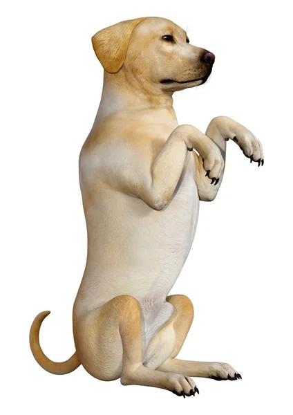 Representación 3D del perro Labrador en blanco — Foto de Stock