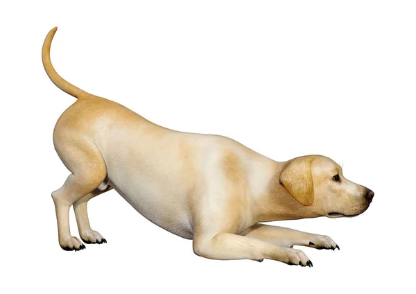3D Rendering Labrador Dog on White — Stock Photo, Image