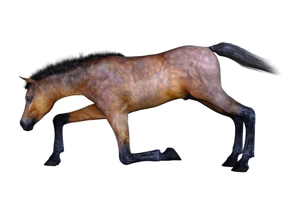 3D rendering Foal αλόγων σε λευκό — Φωτογραφία Αρχείου