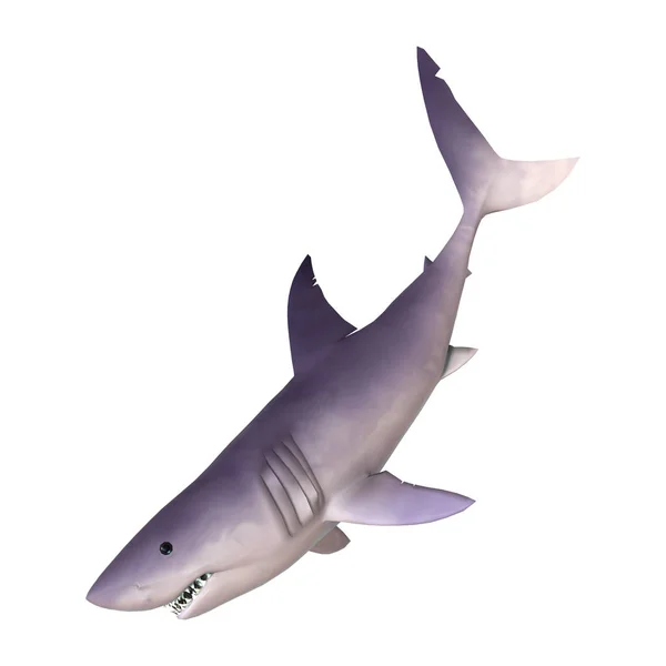 Requin rendu 3D sur blanc — Photo