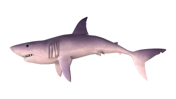 3D rendering haj på vit — Stockfoto