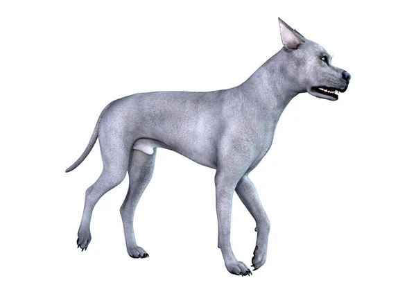 3D Render Blue Grat perro danés en blanco — Foto de Stock