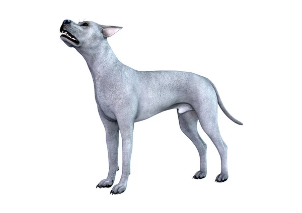 3D rendering blå Grat Dane hund på vit — Stockfoto