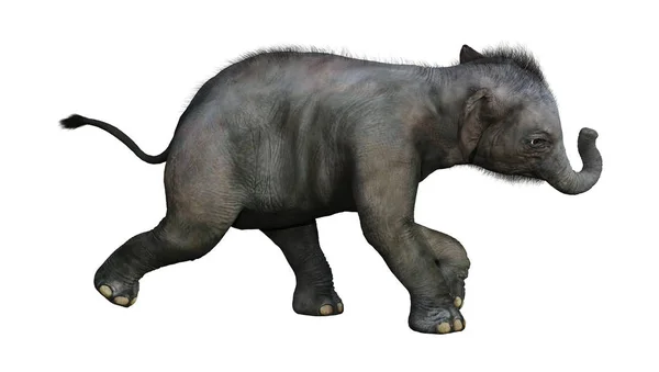 3D rendering indisk elefant Baby på vit — Stockfoto