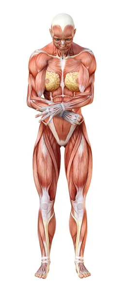 Figure d'anatomie féminine de rendu 3D sur blanc — Photo