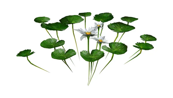 白の 3 d のレンダリングのスイレンの花 — ストック写真