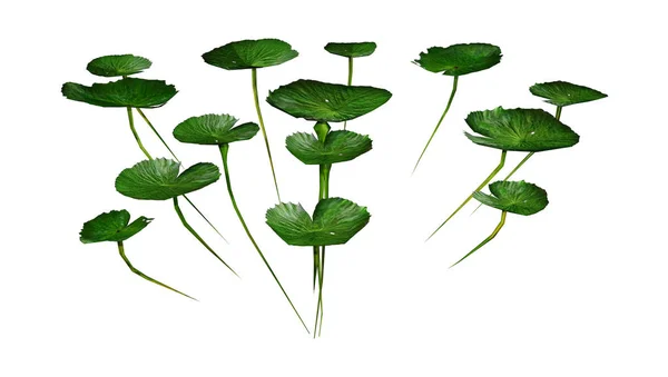 Renderização 3D Waterlily Plantas em Branco — Fotografia de Stock