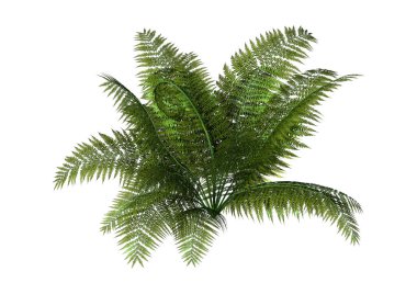 3D render dev Fern beyaz
