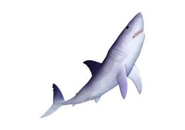 Beyaz 3D render köpekbalığı