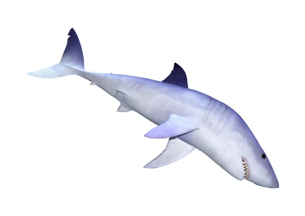 Requin rendu 3D sur blanc — Photo